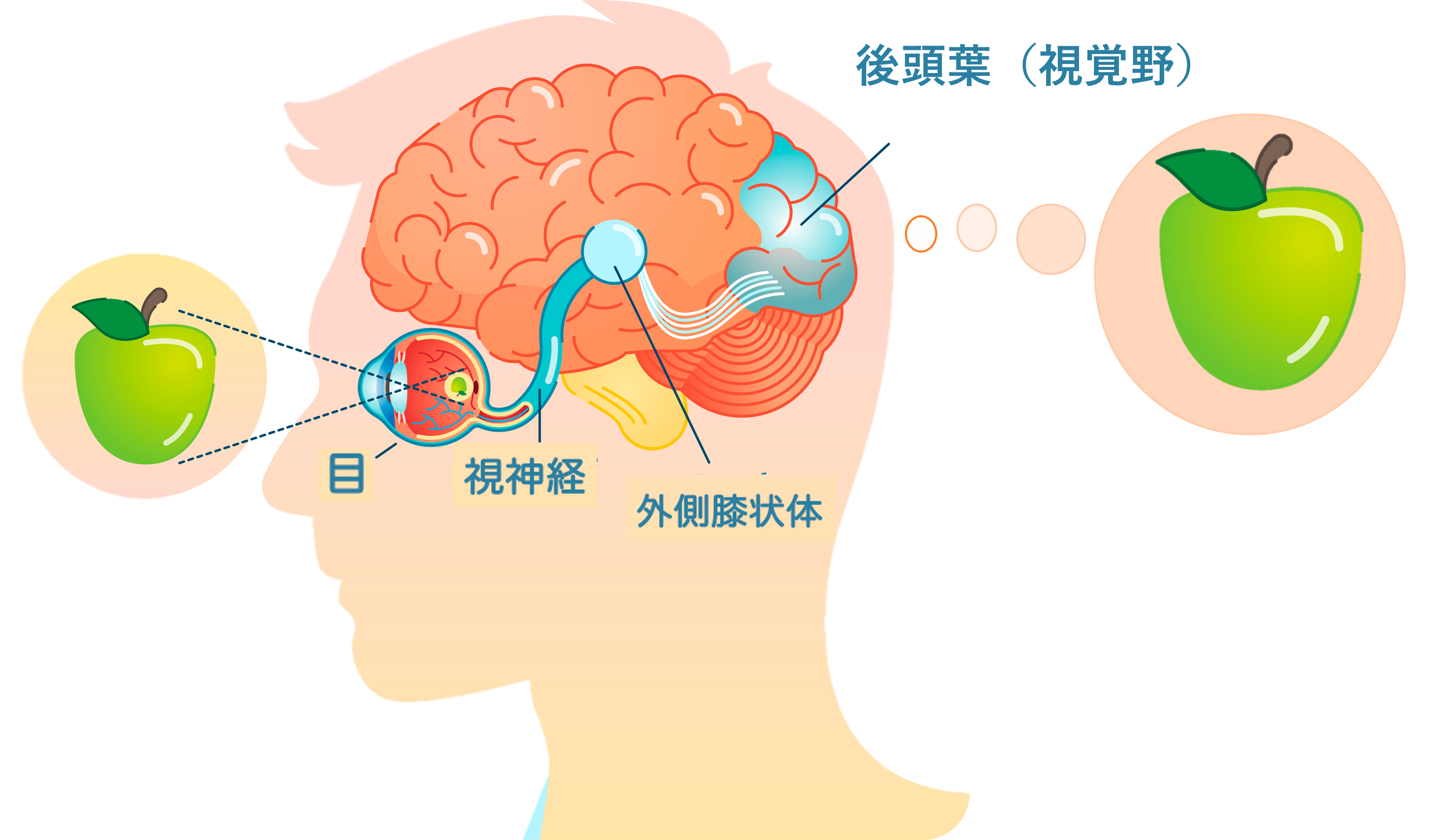 目と脳のはたらき